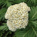 Tanacetum macrophyllumЦветок