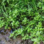 Veronica beccabunga Leaf