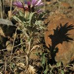 Carlina lanata Foglia