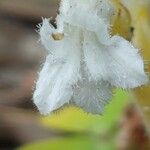 Orobanche nana Кветка