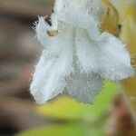 Orobanche nana Flower