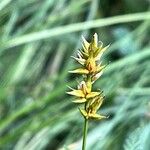 Carex spicata Φρούτο