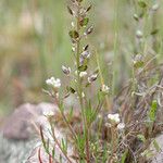 Lepidium nitidum Hàbitat