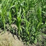 Zea mays Агульны выгляд