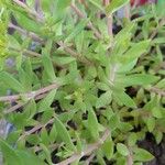 Sedum sarmentosum List