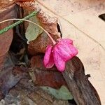 Euonymus verrucosus Fruit