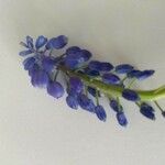 Muscari botryoidesCvet