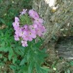 Hesperis matronalisFloro