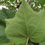 Croton smithianus Leaf