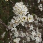 Prunus spinosaFlor