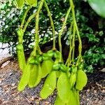 Acer buergerianum Vrucht