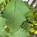 Solanum aethiopicum Folha