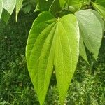 Bauhinia forficataBlatt