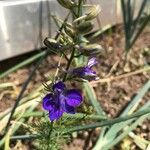 Delphinium ajacisFlower