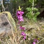 Daphne mezereumFlower