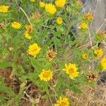 Grindelia integrifolia Kvet