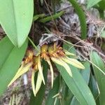 Bulbophyllum longiflorum Blüte