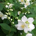 Philadelphus coronarius Flower