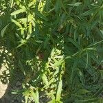 Cistus monspeliensis Leaf