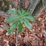 Daphne laureola Leaf