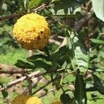 Annona neoinsignis Fruit