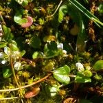 Cochlearia danica Habit