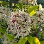 Clematis vitalbaFruit