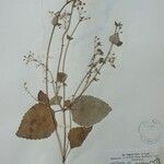 Isodon lophanthoides その他の提案