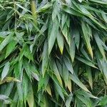 Phyllostachys sulphurea Habit