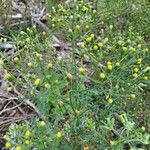 Senecio sylvaticusFlower