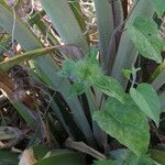 Jacquemontia tamnifolia Blatt