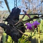 Cattleya lueddemanniana Flor