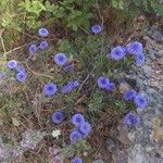 Globularia arabica Fiore