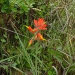 Castilleja subinclusa Habitatea