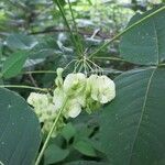 Ptelea trifoliata फल