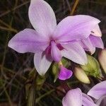 Spathoglottis plicata Fleur