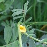 Hippocrepis biflora Fleur