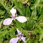 Herbertia lahue Flower