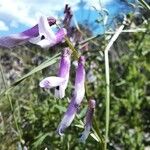 Vicia monantha Flower