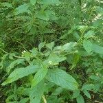 Heliotropium angiospermum Leaf