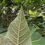 Tetrapanax papyrifer 叶