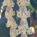 Garrya elliptica Blüte