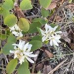 Amelanchier alnifolia Blomst