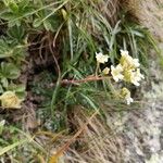 Saxifraga paniculata Staniste