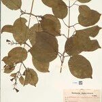 Fridericia triplinervia Hoja