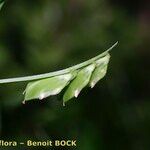 Vicia loiseleurii Fruit