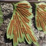 Asplenium stuhlmannii Leaf