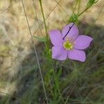 Sabatia campestris Virág