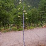 Agave palmeri Habitus