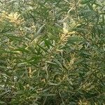 Acacia longifolia पत्ता